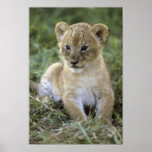 Panthera leo), Tansania, Poster (Vorne)