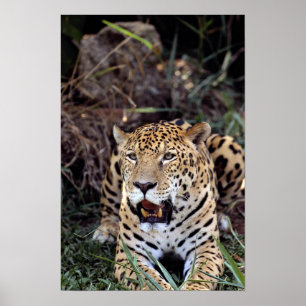 (Panthera onca) Poster
