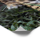 (Panthera onca) Poster (Ecke)