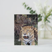 (Panthera onca) Postkarte (Stehend Vorderseite)