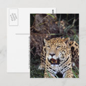 (Panthera onca) Postkarte (Vorne/Hinten)