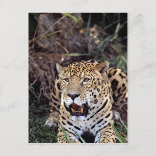 (Panthera onca) Postkarte