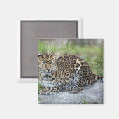 Panthera pardus orientalis magnet (Vorderseite/Rückseite)