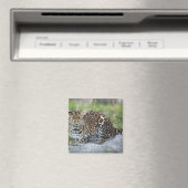 Panthera pardus orientalis magnet (In Situ (Geschirrspüler))