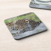 Panthera pardus orientalis untersetzer (Linke Seite)