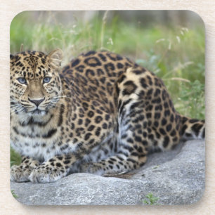 Panthera pardus orientalis untersetzer