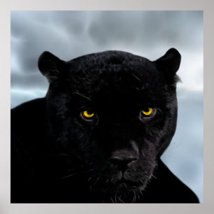 Panthera Poster