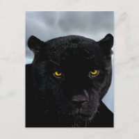 Panthera