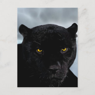 Panthera Postkarte