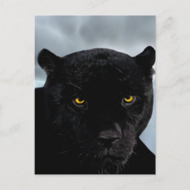 Panthera Postkarte