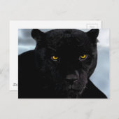 Panthera Postkarte (Vorne/Hinten)