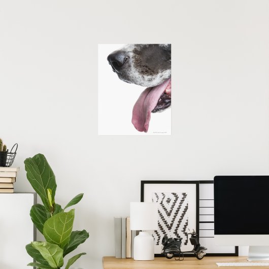 Panting Harlequin Great Dane Poster (Heimbüro)