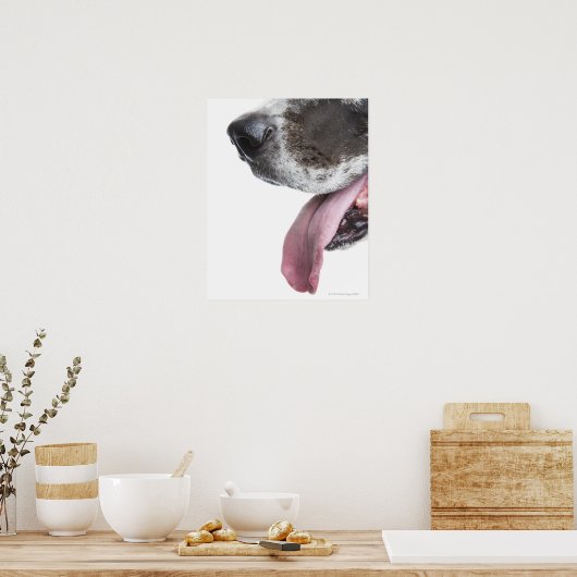 Panting Harlequin Great Dane Poster (Küche)