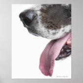 Panting Harlequin Great Dane Poster (Vorne)