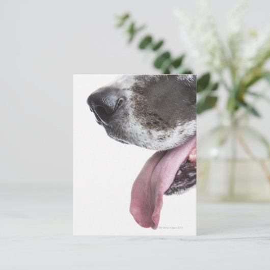 Panting Harlequin Great Dane Postkarte (Stehend Vorderseite)