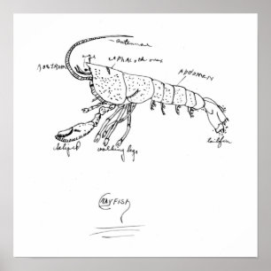 Panzerkrebsanatomieklasse 1925 poster