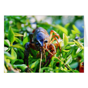 Panzerkrebsecrawdads-Panzerkrebse