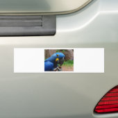 Papagei Autoaufkleber (Auf Auto)