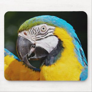 Papagei, blau und gelb, Ara, Natur Mousepad