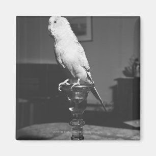 Papagei, der auf Kerzenständer B&W sitzt Magnet