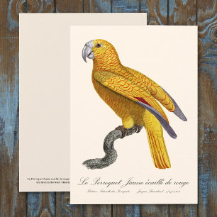 Papagei des Paradieses von Kuba, Psittacus Paradis Dankeskarte