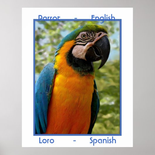 Papagei, Englisch, Loro Spanisch Poster (Vorne)