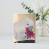 Papagei Er Lieben mir Liebe nicht mir Postkarte (Stehend Vorderseite)