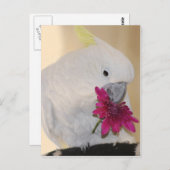 Papagei Er Lieben mir Liebe nicht mir Postkarte (Vorne/Hinten)