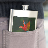 Papagei Flachmann (Beispiel)