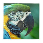 Papagei Fliese (Vorderseite)