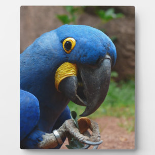 Papagei Fotoplatte