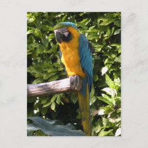 Papagei im Zoo von Birmingham Postkarte