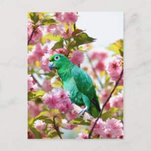 Papagei in Kirschblüten Postkarte