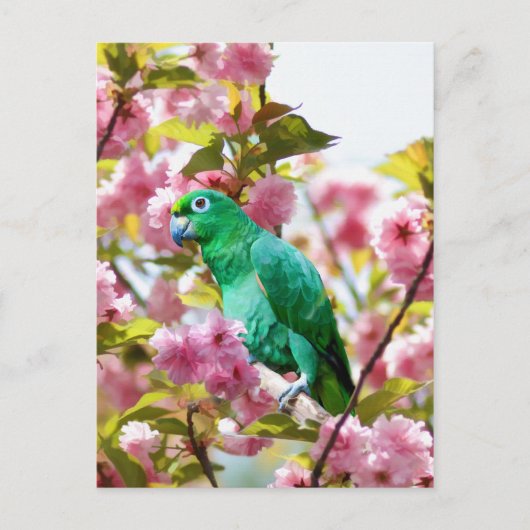 Papagei in Kirschblüten Postkarte (Vorderseite)