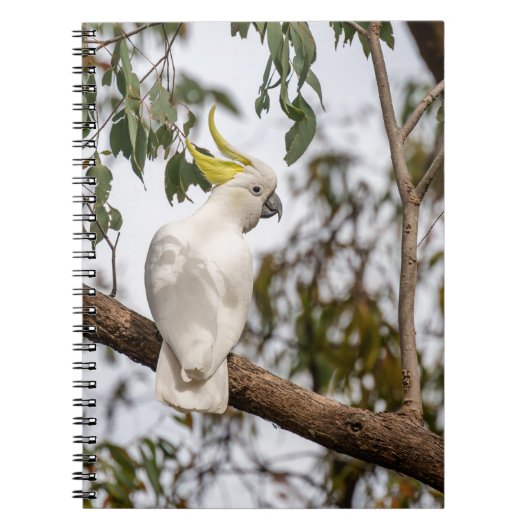 Papagei, Kakadu mit Schwefelkies, Vogel Notizblock (Vorderseite)