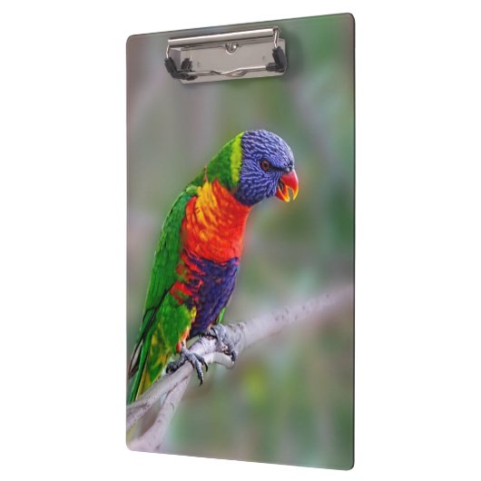 Papagei Klemmbrett (Links)