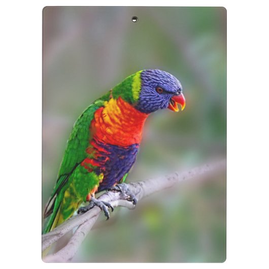 Papagei Klemmbrett (Rückseite)