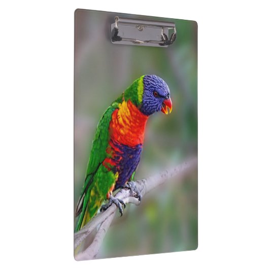 Papagei Klemmbrett (Rechts)