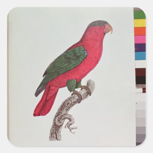 Papagei: Lory oder Collared Quadratischer Aufkleber (Vorderseite)