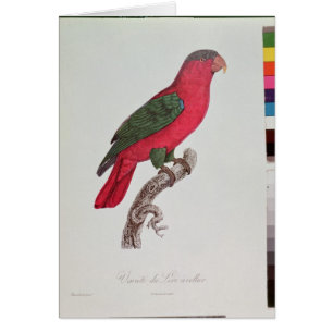 Papagei: Lory oder ergattert