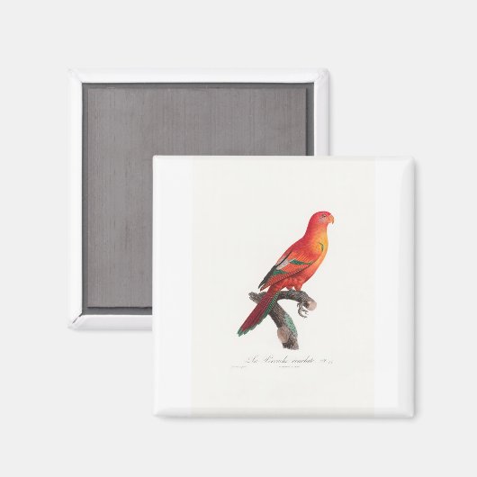 Papagei Magnet (Vorderseite/Rückseite)