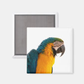 Papagei Magnet (Vorderseite/Rückseite)