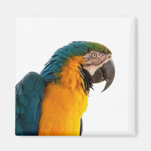 Papagei Magnet