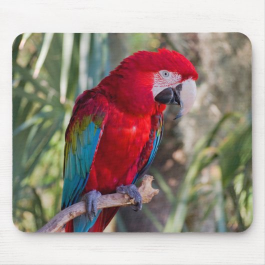 Papagei Mousepad (Vorne)