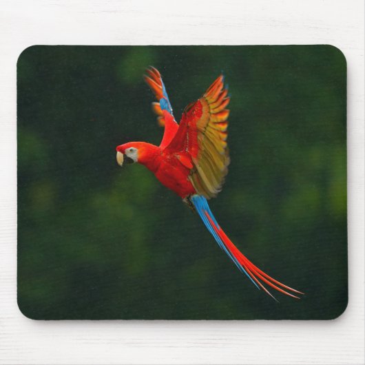 Papagei Mousepad (Vorne)