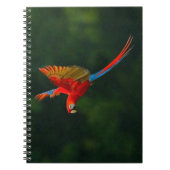 Papagei Notizblock (Vorderseite)