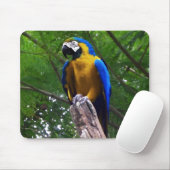 Papagei-Pose ~ Mousepad (Mit Mouse)