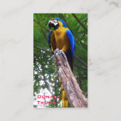 Papagei-Pose ~ Visitenkarte (Rückseite)