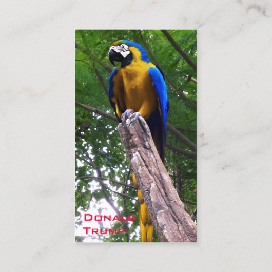 Papagei-Pose ~ Visitenkarte (Rückseite)