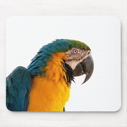 Papagei-Post-it-Hinweise Mousepad (Vorne)
